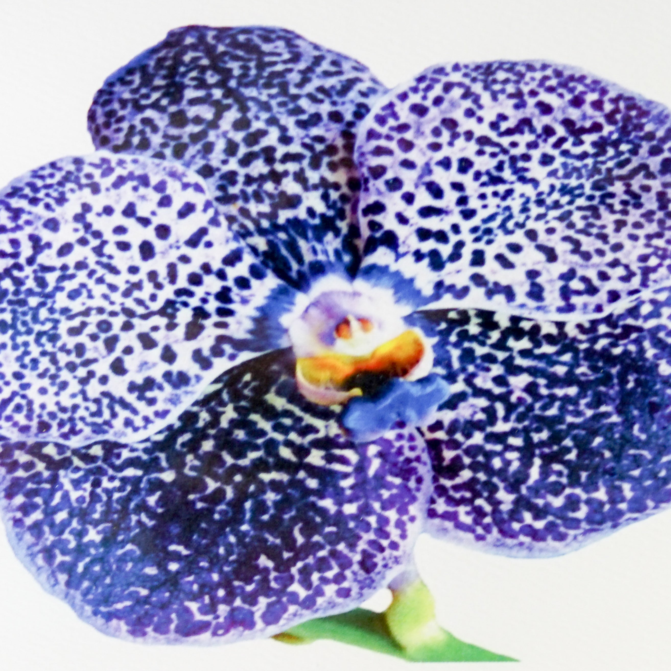 Flowers floral photographic blank note cards envelopes box set stationary stationery greeting greetings thank you all occasion graphique unique elegant textured premium nature classic thank you writing USA bloom blossom Mother’s Day Valentine’s sweetheart