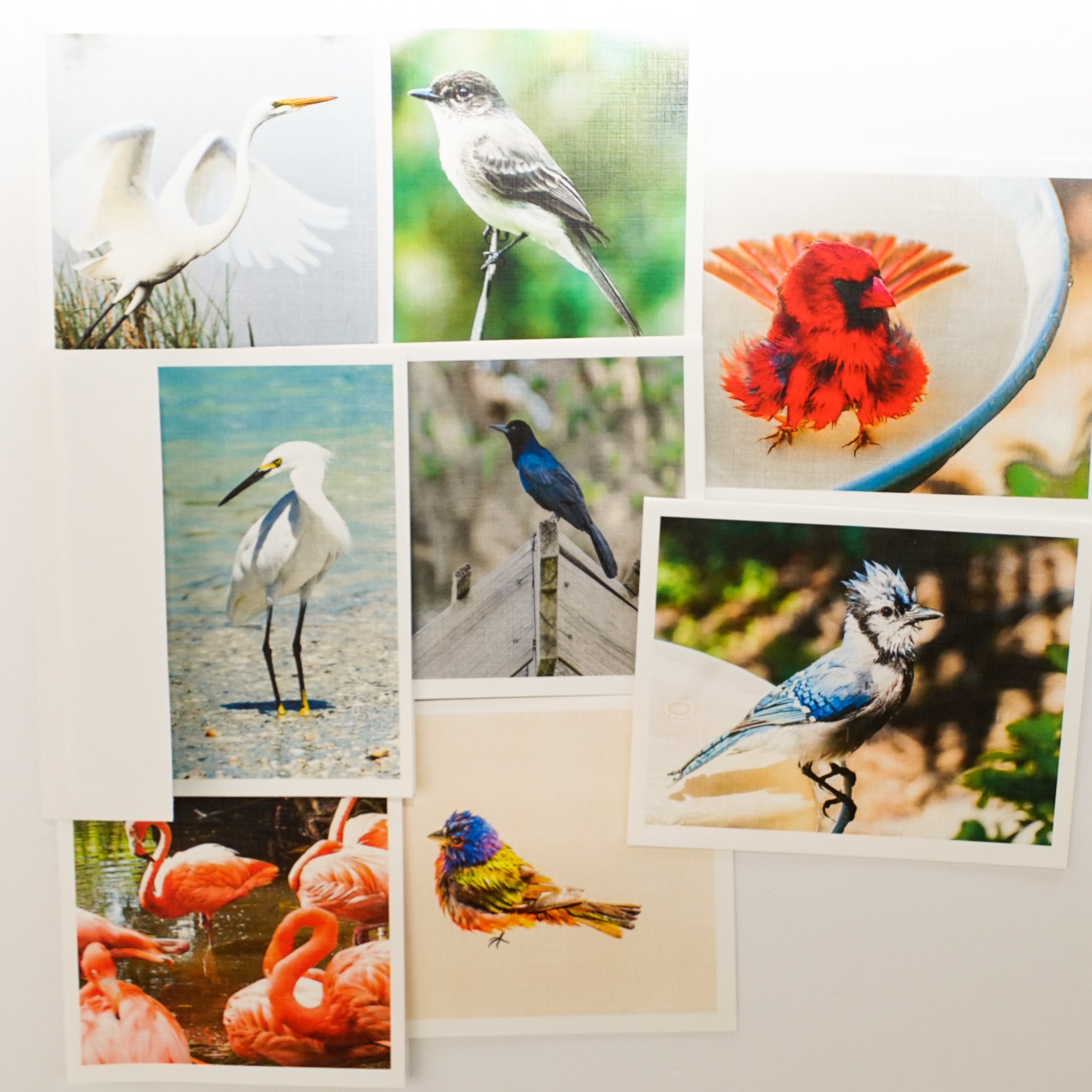 songbirds birds water photographic blank note cards envelopes box set stationary stationery greeting greetings thank you all occasion graphique unique elegant textured premium nature classic thank you inspirational announcement writing USA party favors