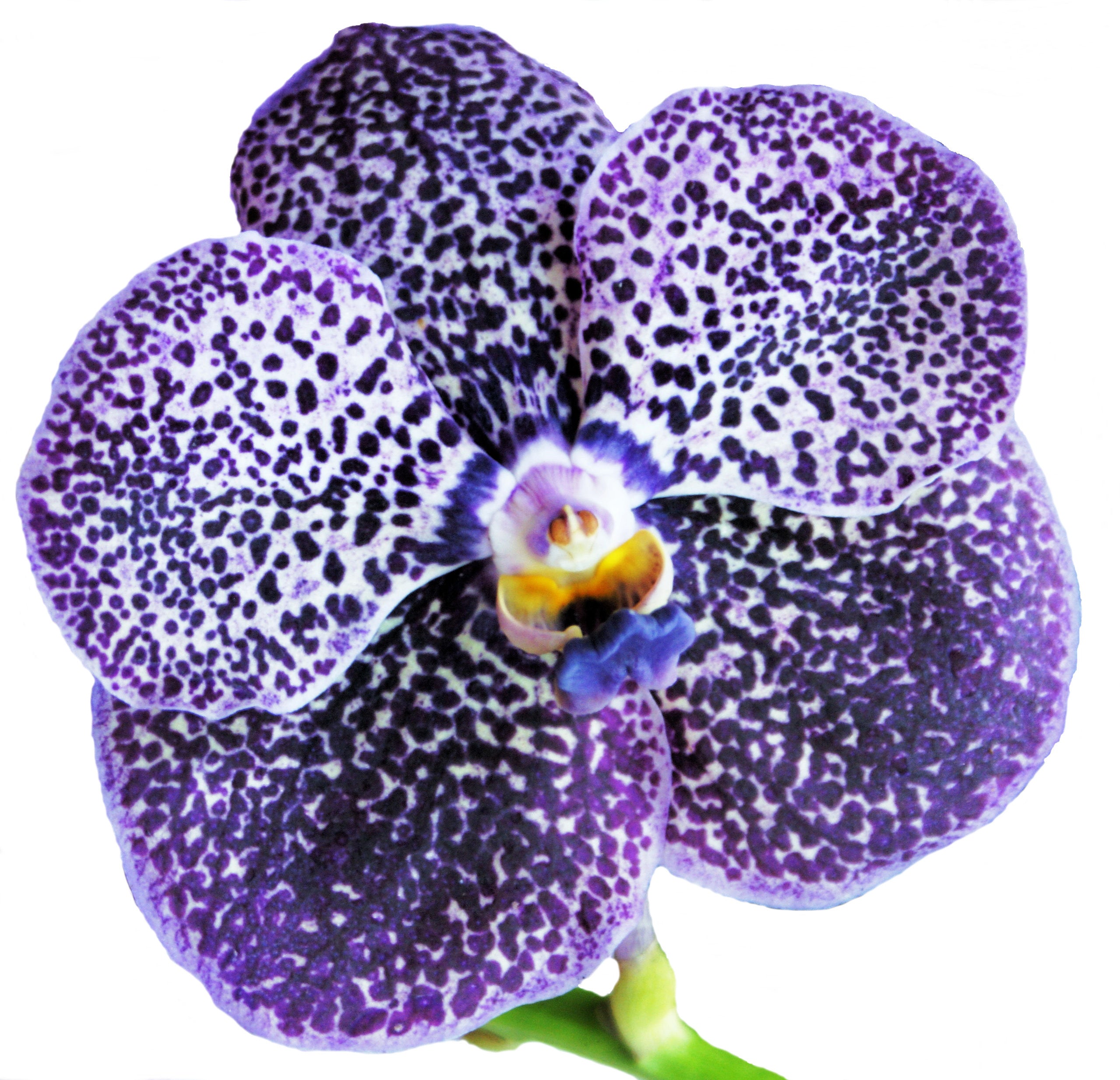 Flowers floral photographic blank note cards envelopes box set stationary stationery greeting greetings thank you all occasion graphique unique elegant textured premium nature classic thank you writing USA bloom blossom Mother’s Day Valentine’s sweetheart