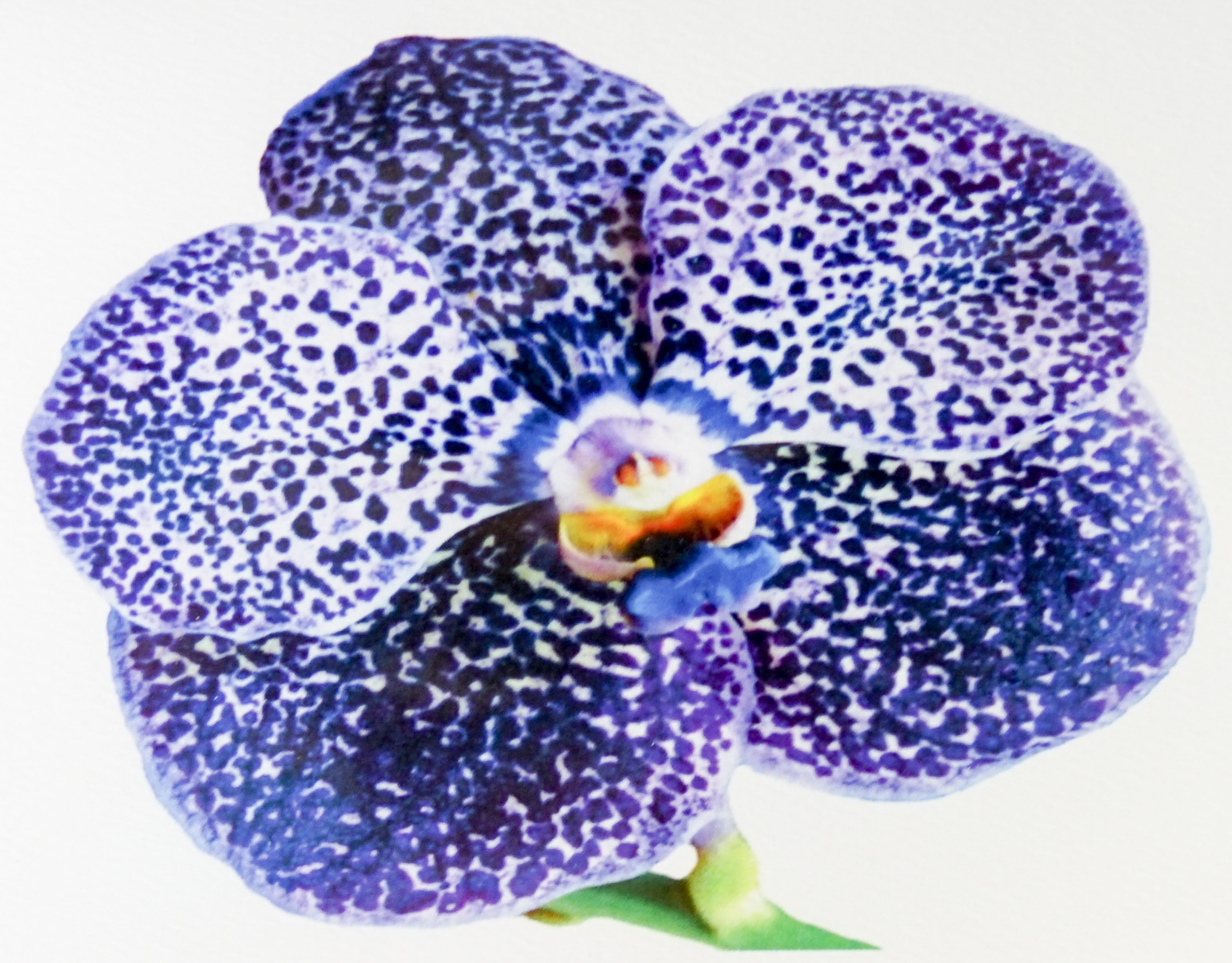 Flowers floral photographic blank note cards envelopes box set stationary stationery greeting greetings thank you all occasion graphique unique elegant textured premium nature classic thank you writing USA bloom blossom Mother’s Day Valentine’s sweetheart