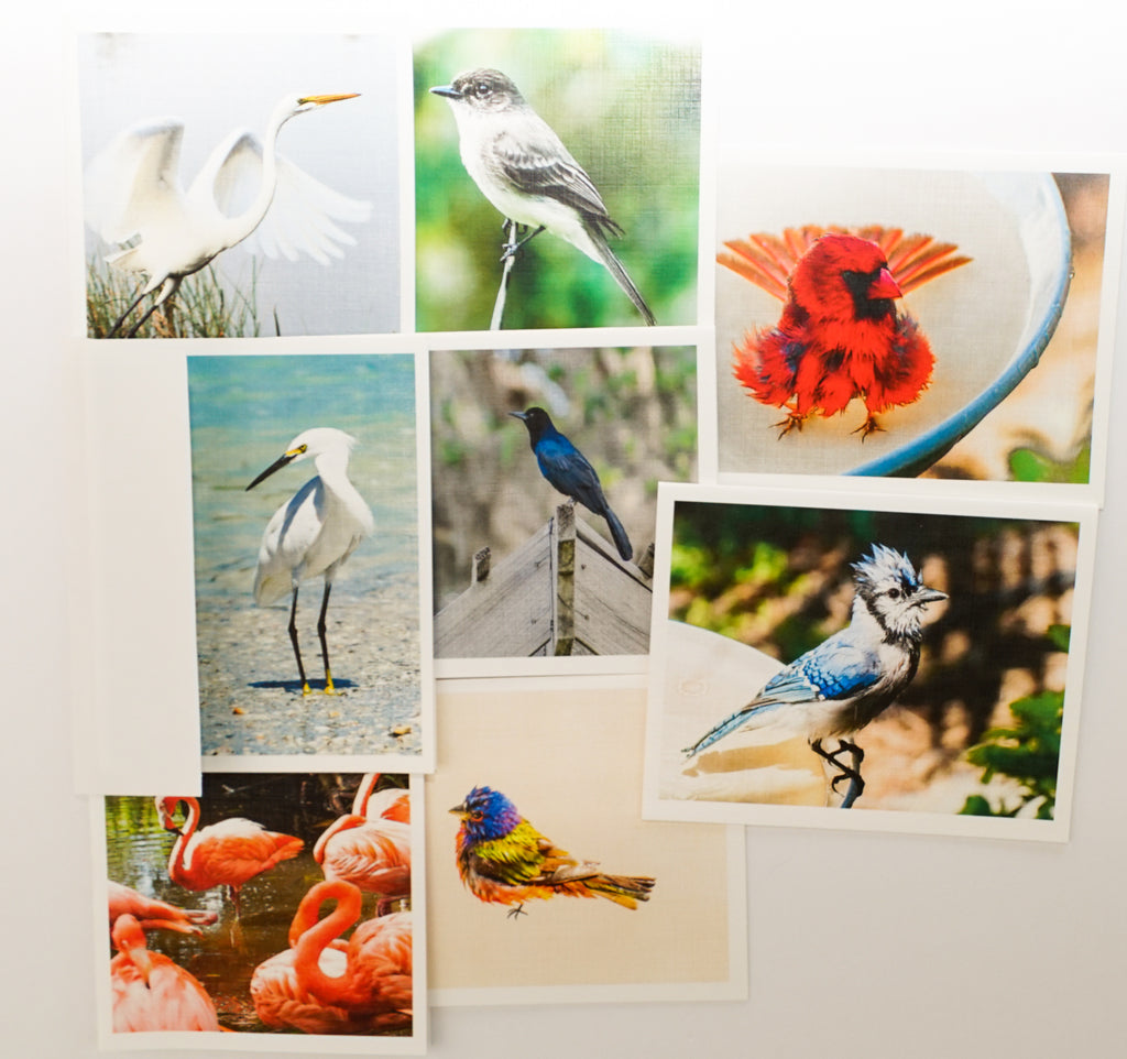songbirds birds water photographic blank note cards envelopes box set stationary stationery greeting greetings thank you all occasion graphique unique elegant textured premium nature classic thank you inspirational announcement writing USA party favors 