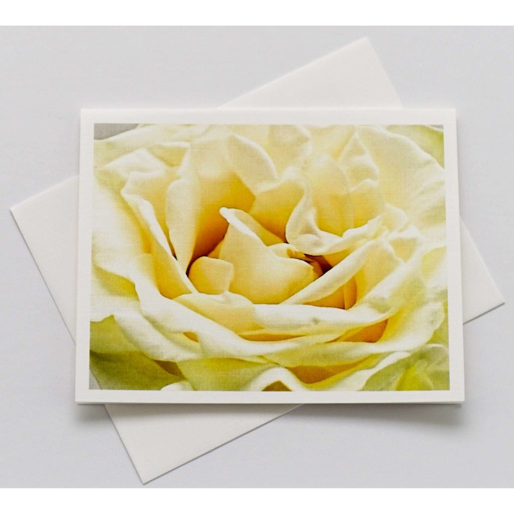 Friendship Rosa Rosebud Photographic Smooth Blank Note Cards with Envelopes 16 Count