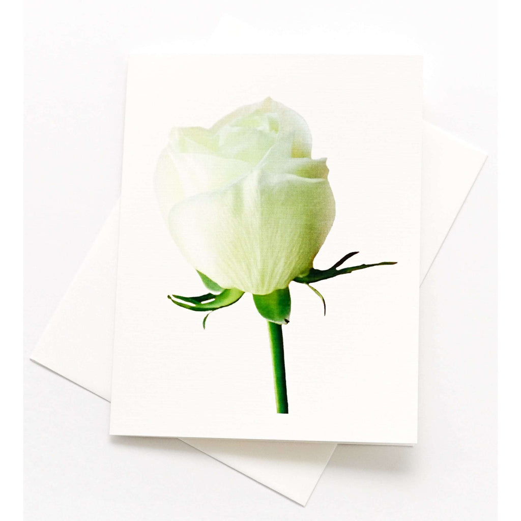 Friendship Rosa Rosebud Photographic Smooth Blank Note Cards with Envelopes 16 Count