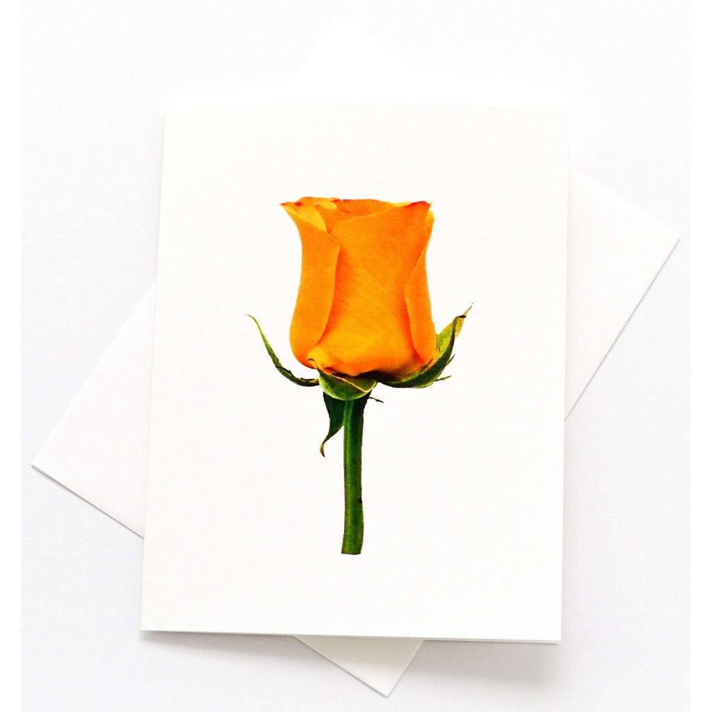 Friendship Rosa Rosebud Photographic Smooth Blank Note Cards with Envelopes 16 Count